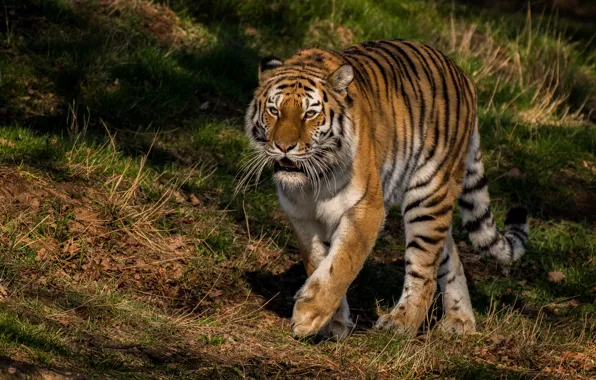 Picture summer, grass, look, face, light, nature, tiger, pose