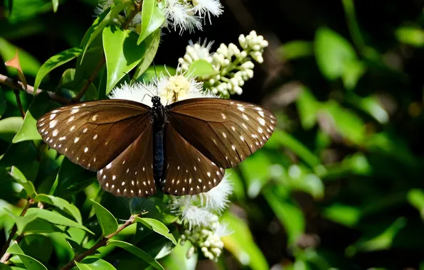 Flowers, macro, butterfly, wings, insect, beautiful, close-up