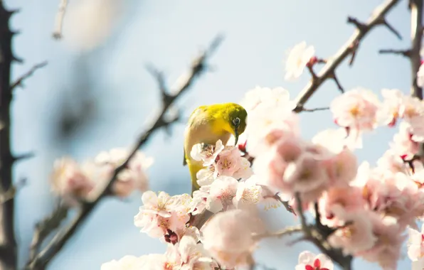 Light, flowers, branches, yellow, bird, beauty, blur, spring