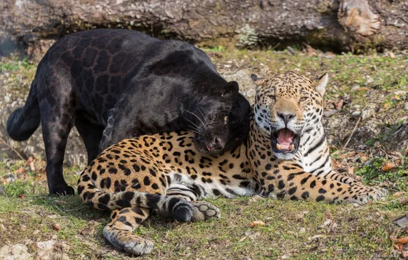 Picture predators, Panther, mouth, pair, fangs, weasel, wild cats, black Jaguar