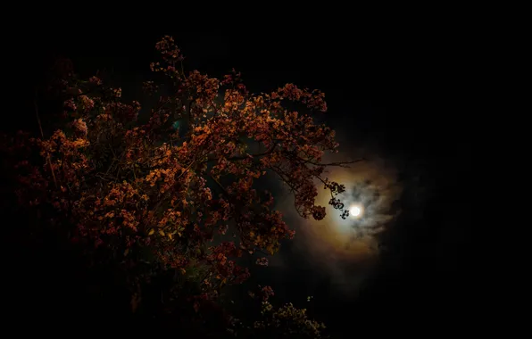 Picture the sky, night, clouds, tree, the moon