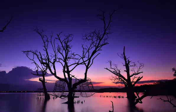 Picture trees, night, lake