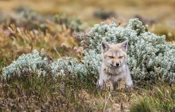 Grass, woody Fox, gray Fox
