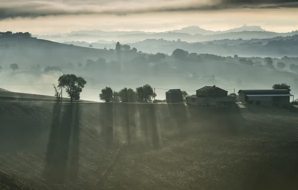 Field, fog, home, morning