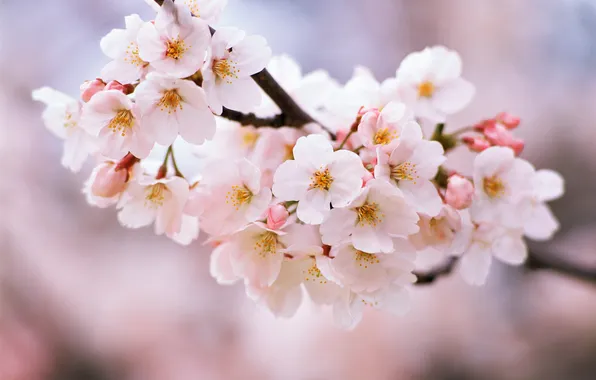 Picture flowers, nature, cherry, branch, spring, petals, flowering