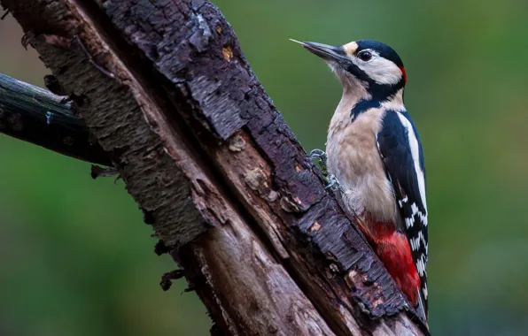 Picture tree, bird, woodpecker