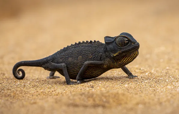 Sand, look, chameleon, black, reptile