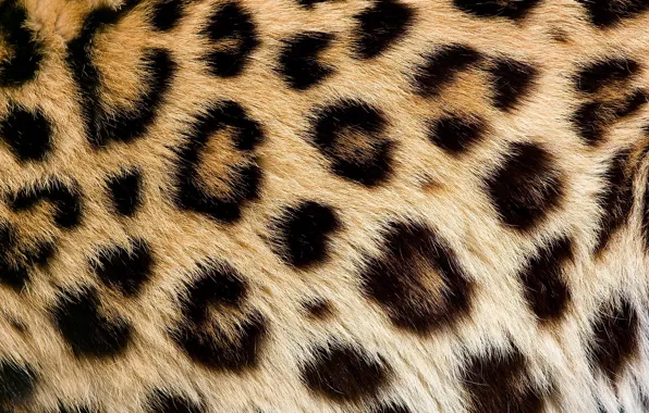 Picture texture, wool, spot, leopard, fur