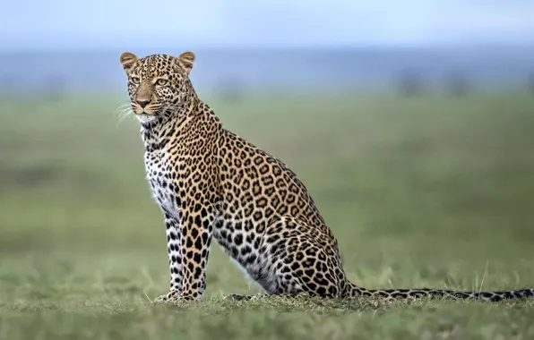 Leopard, Savannah, Africa, leopard, Africa, savannah