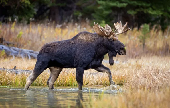 Forest, nature, moose