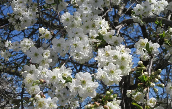 The sky, flowers, cherry, April, spring 2018, Mamala ©