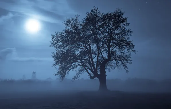 Night, tree, the moon