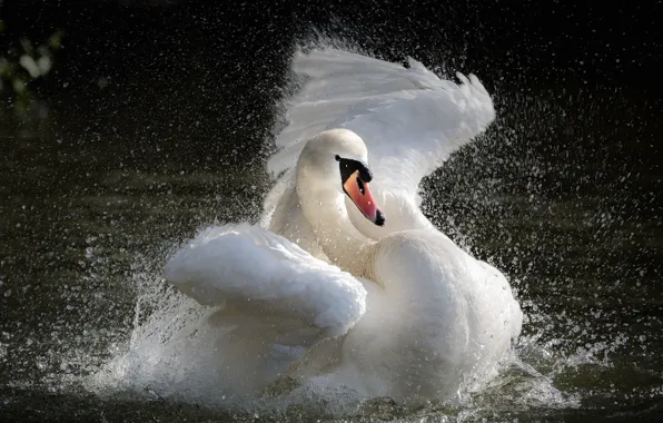 Picture water, squirt, lake, Swan, Swan, splashing, the water, the lake