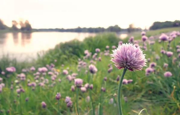 Flowers, nature, lake, glade, bow, pink, caps