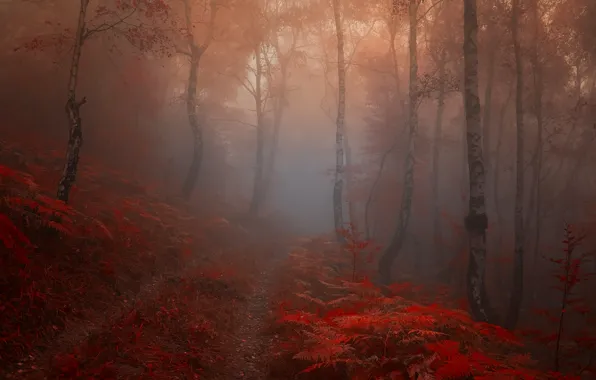 Road, autumn, forest, leaves, trees, fog, Nature, trail