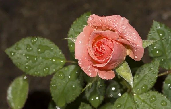 Leaves, drops, rose, Bud