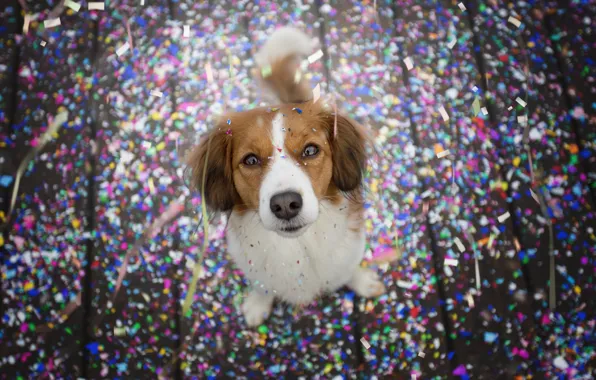 Look, nature, pose, holiday, Board, dog, Christmas, floor