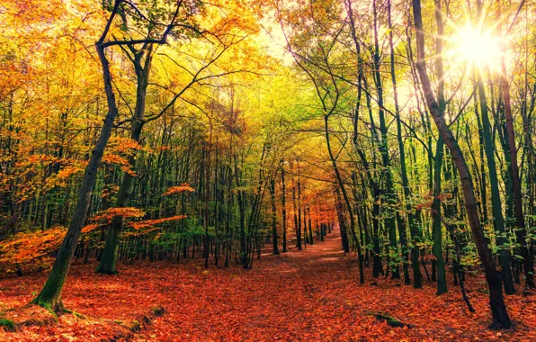 Picture autumn, leaves, the sun, rays, trees, the crimson