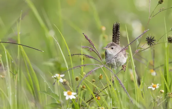 Grass, bird, baby