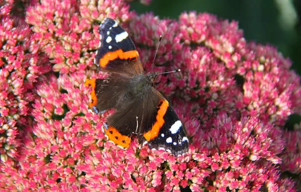 Macro, butterfly, wings, beautiful, flowering, closeup