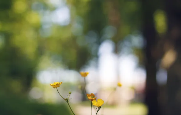 Flowers, yellow, petals