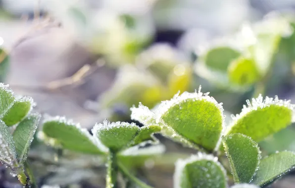 Cold, frost, light, plant, crystals, leaves