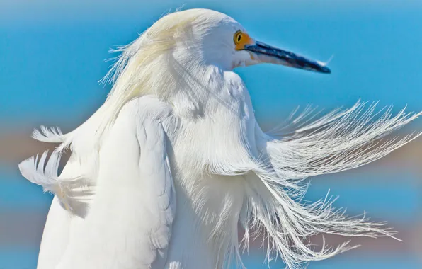 Picture the sky, the wind, bird, feathers, beak