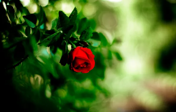 Flower, rose, red, bokeh