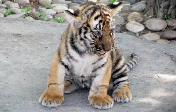 Cat, tiger, animal, tiger