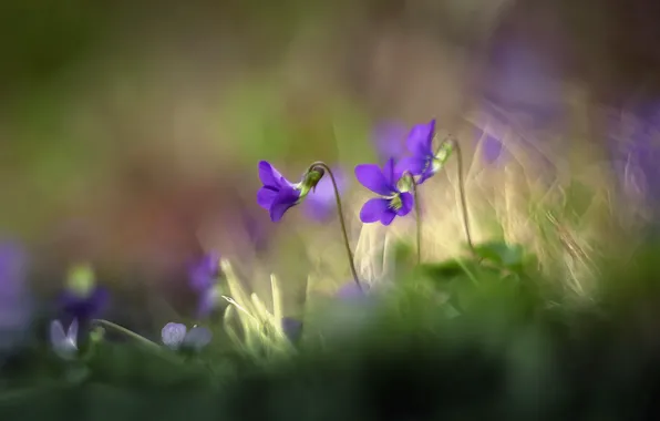 Macro, flowers, nature, spring