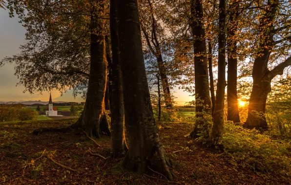 Autumn, leaves, the sun, rays, light, trees, branches, yellow