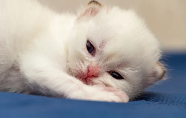 Cat, white, look, pose, kitty, baby, fabric, lies