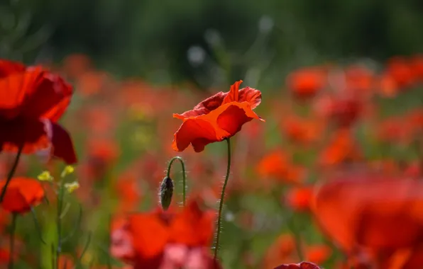 Light, flowers, glade, Mac, Maki, red, bokeh, poppy field
