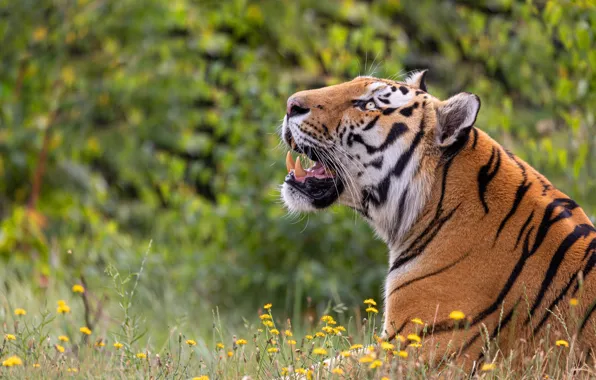 Grass, look, face, flowers, tiger, glade, foliage, portrait