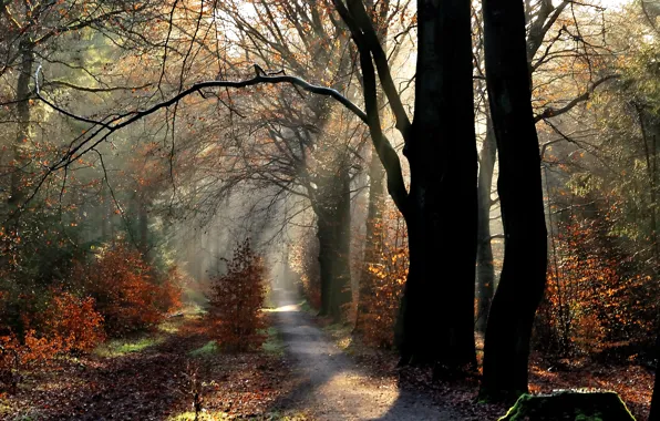 Autumn, forest, rays, trees, trail, morning, forest, Nature