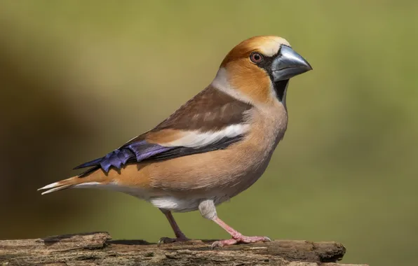 Bird, bird, Grosbeak