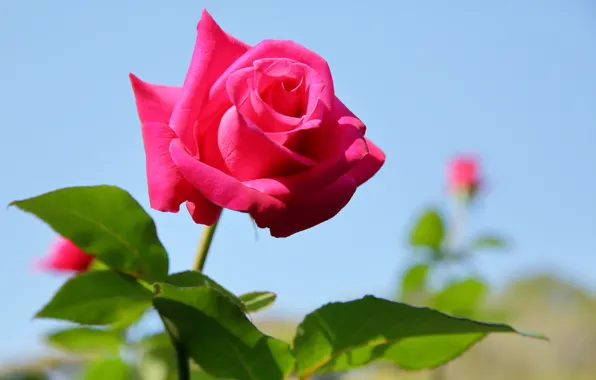 Picture macro, nature, roses, petals, buds