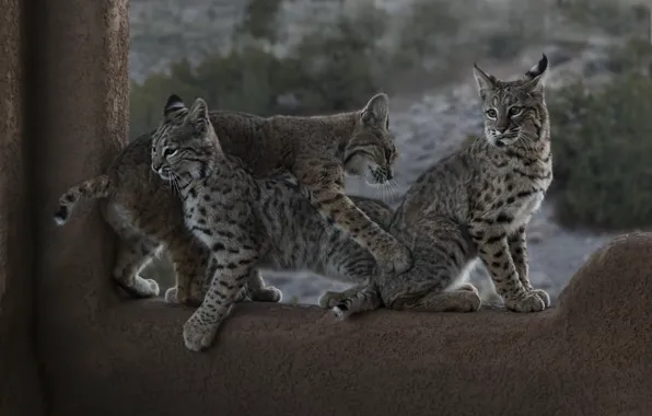 Kittens, lynx, cubs, Trinity