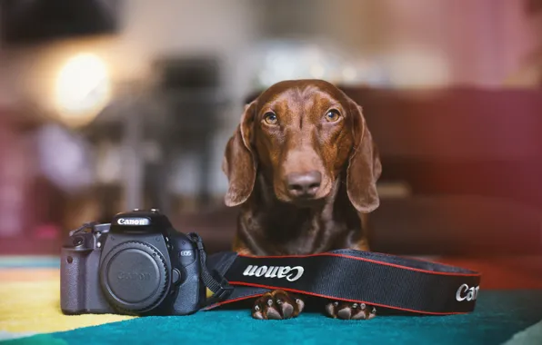 Picture each, dog, camera