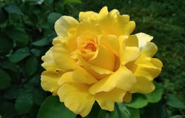 Flower, leaves, drops, macro, rose, garden, yellow, bokeh