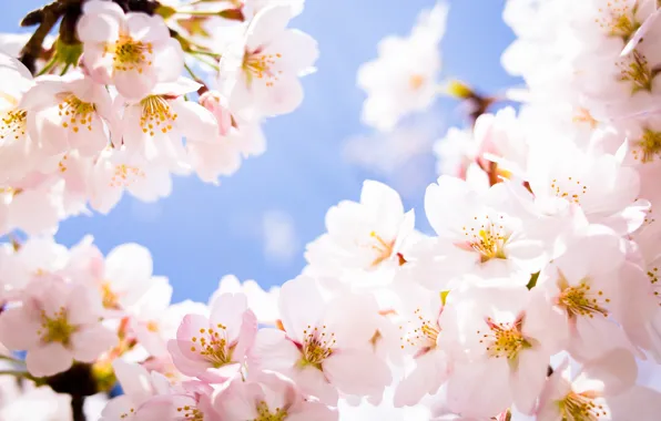 Flowers, cherry, branch, spring, petals, Sakura, flowering