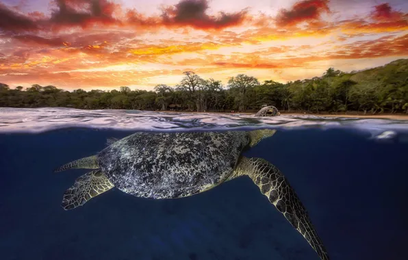Picture glow, The Indian ocean, green turtle, Mayotte
