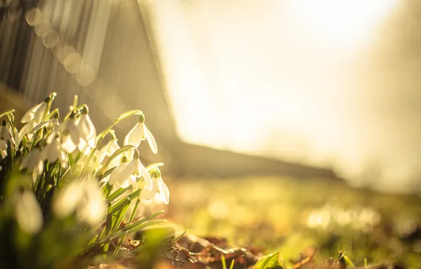 Light, flowers, snowdrops