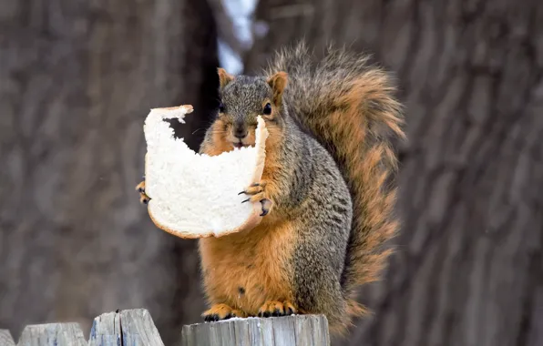 Picture nature, protein, bread