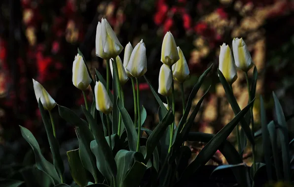 Picture Spring, Spring, White tulips, White tulips