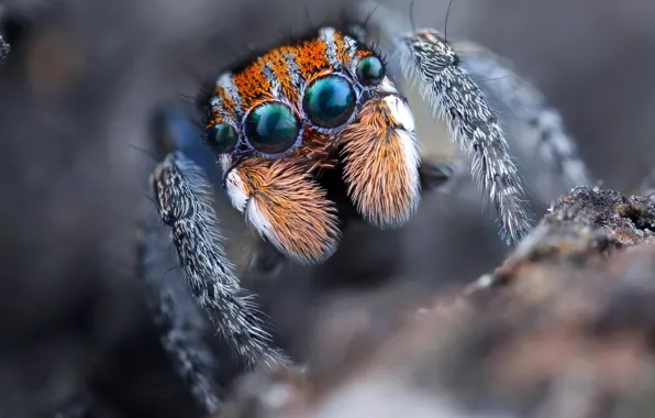 Eyes, look, macro, nature, background, spiders, portrait, spider