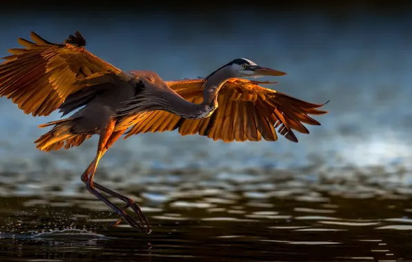 Nature, bird, Great blue heron