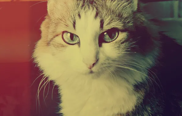 Cat, cats, Cat, Musya