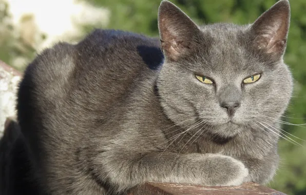 Picture cat, grey cat, cat on the balcony, adult cat