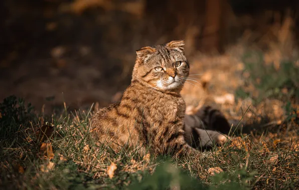 Cat, look, light, nature, fold, sitting